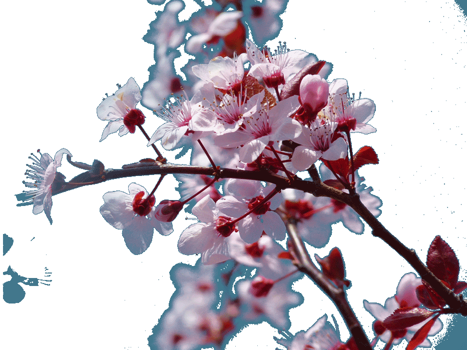 TreeBlossoms_5378_1.0 TreeBlossoms_5378_1.0