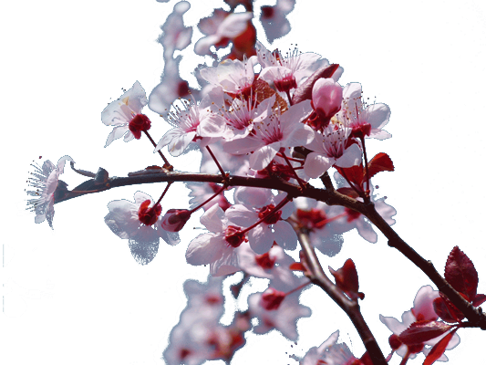 TreeBlossoms_5378_FIXED TreeBlossoms_5378_FIXED